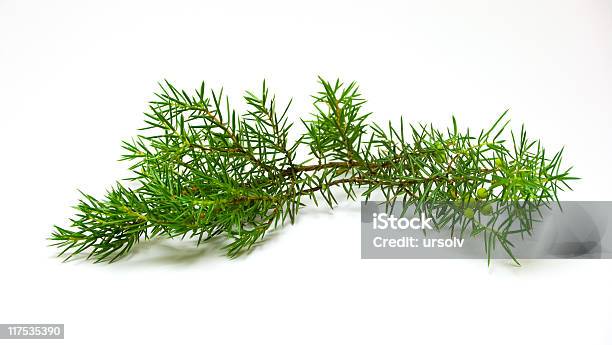 Juniper Branch Stock Photo - Download Image Now - Backgrounds, Branch - Plant Part, Bush