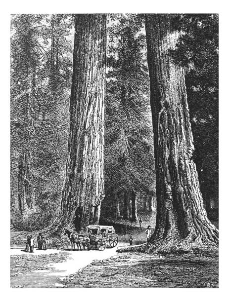 istock Antique illustration - 1878 Geography - Big trees of California 1175354725