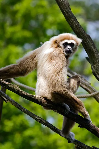 The natural habitat of the white-handed gibbon is in the tropical rainforests of southern and SE Asia including Thailand, Malaysia, Indonesia and Burma. These gibbons rarely descend to the forest floor.