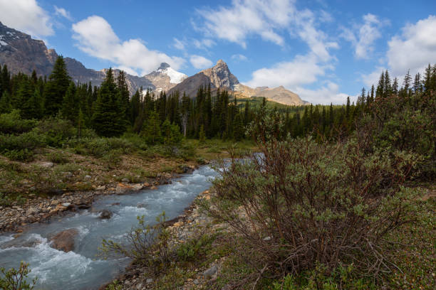 istock Canadian Nature in Jasper National Park 1175355879