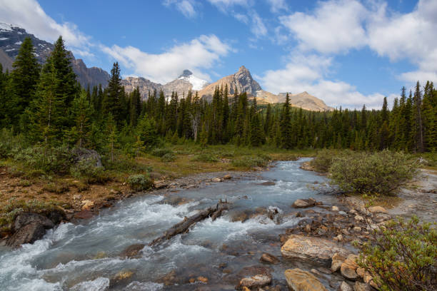 istock Canadian Nature in Jasper National Park 1175355884