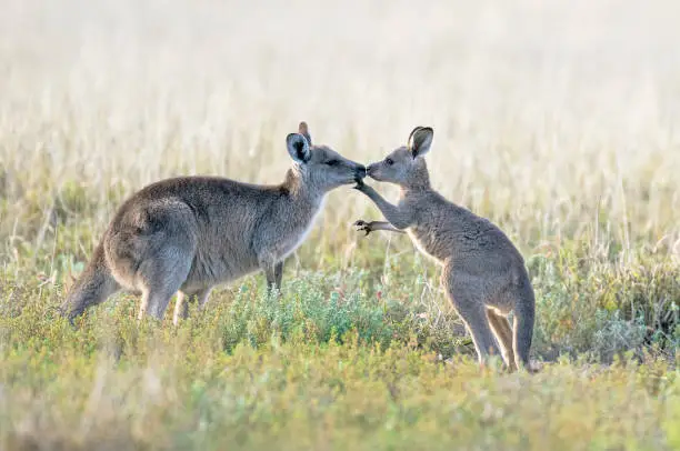 Kangaroo with baby Joey in outback, Australia.