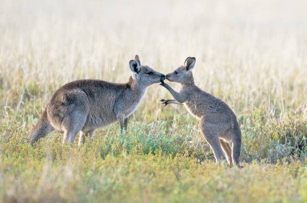 kangur z dzieckiem joey. - kangaroo joey marsupial mammal zdjęcia i obrazy z banku zdjęć