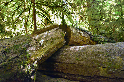 Old Fallen Log in the Forest
