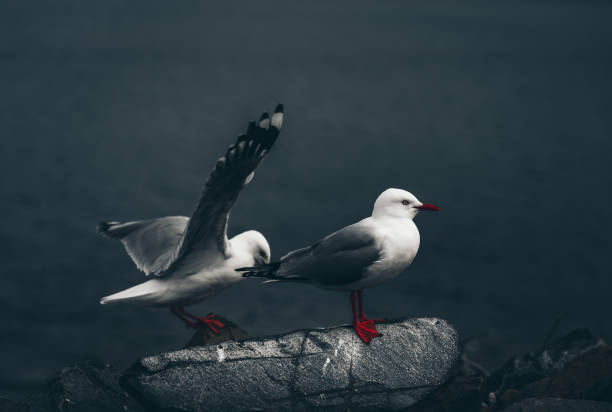 istock The close-up of two sea gull 1175358842