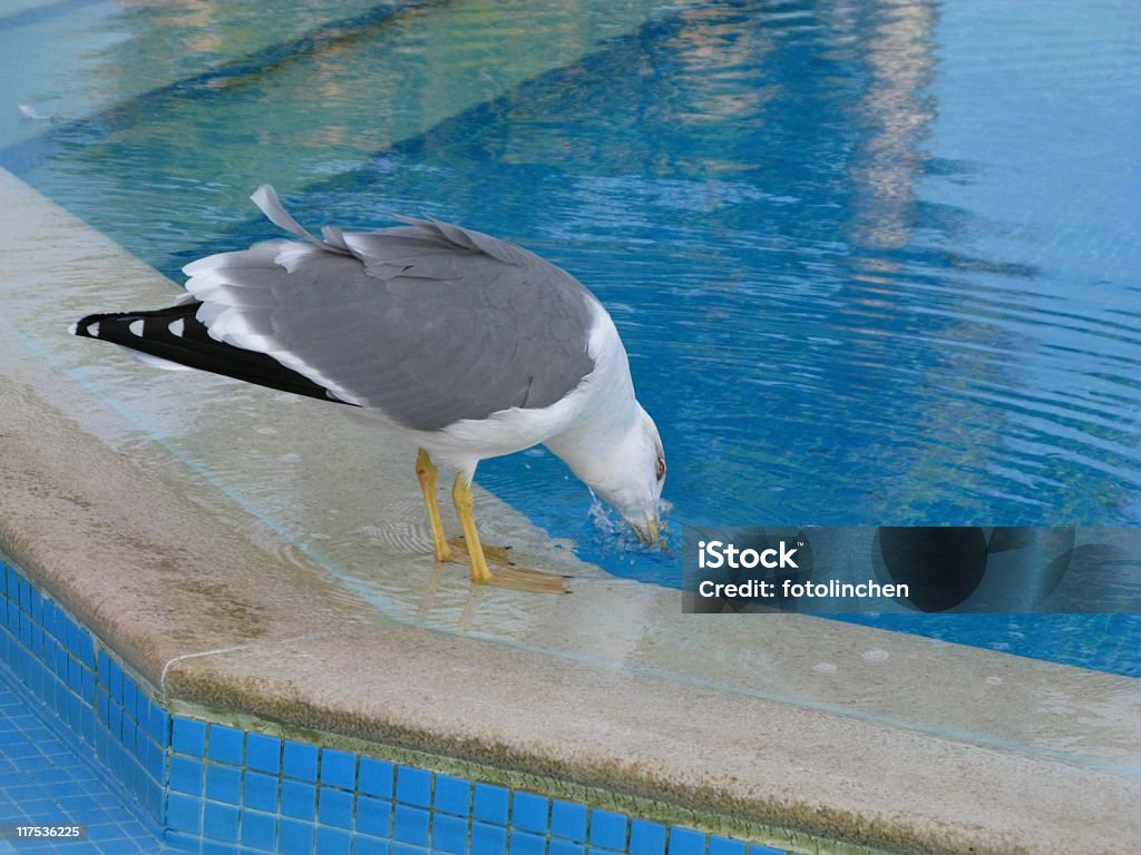 Möwe - Lizenzfrei Durst Stock-Foto