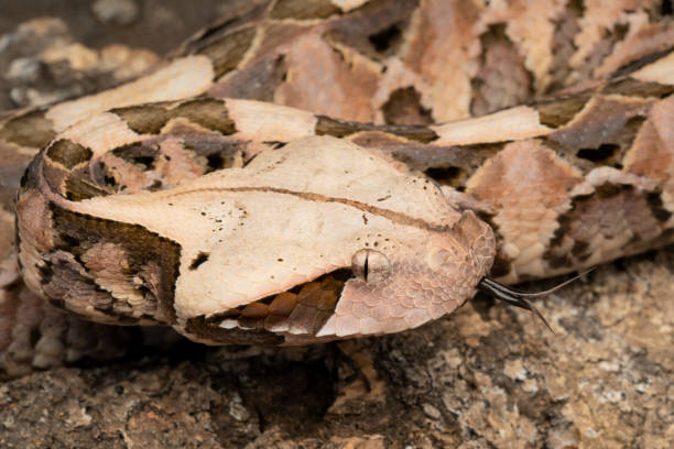 istock Closeup of a Juvenile Gaboon Viper (Bitis gabonica) with Forked Tongue 1175366330
