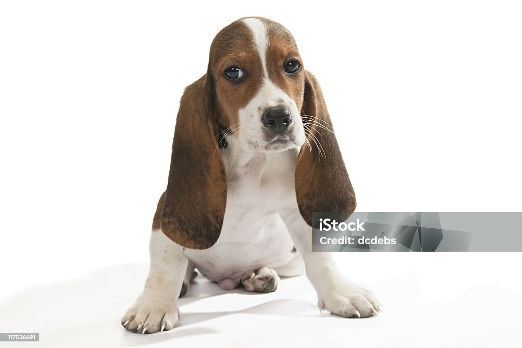 Basset Hound Pup  Animal Stock Photo
