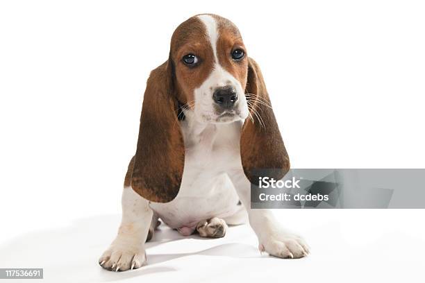 Basset Hound Pup Stock Photo - Download Image Now - Animal, Animal Body Part, Animal Ear