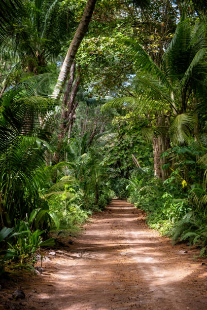 Ground rural road in the middle of tropical jungle stock photo