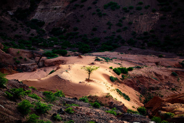 istock Sun shining a spotlight over resilient tree growing in a little sand dune in a shadowy ravine on a sahelian plateau with refresehd vegetation during summer rainy season outside Niamey capital of Niger 1175367528