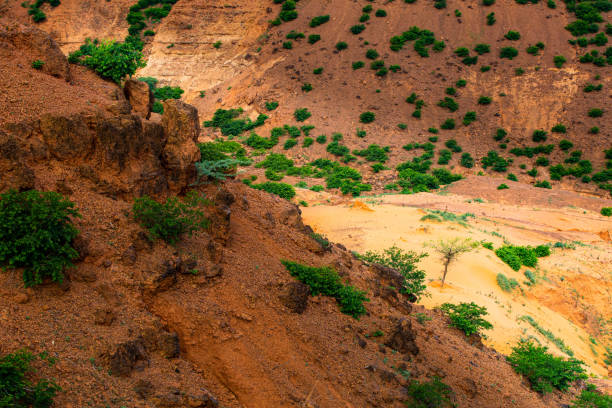 istock Sun shining a spotlight over resilient tree growing in a little sand dune in a shadowy ravine on a sahelian plateau with refresehd vegetation during summer rainy season outside Niamey capital of Niger 1175367529