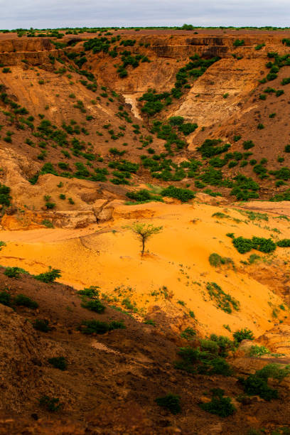 istock Sun shining a spotlight over resilient tree growing in a little sand dune in a shadowy ravine on a sahelian plateau with refresehd vegetation during summer rainy season outside Niamey capital of Niger 1175367530