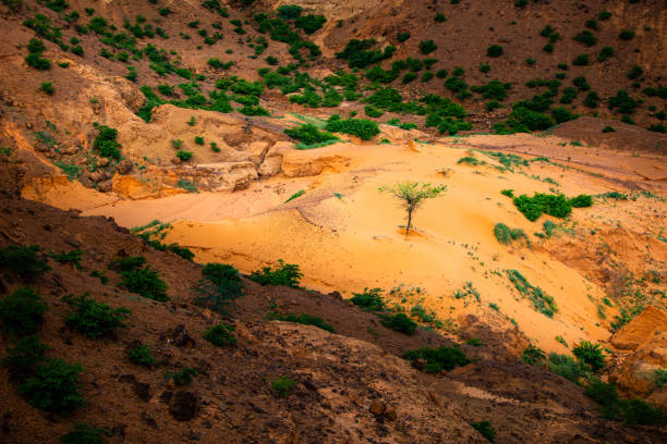 Sun shining a spotlight over resilient tree growing in a little sand dune in a shadowy ravine on a sahelian plateau with refresehd vegetation during summer rainy season outside Niamey capital of Niger