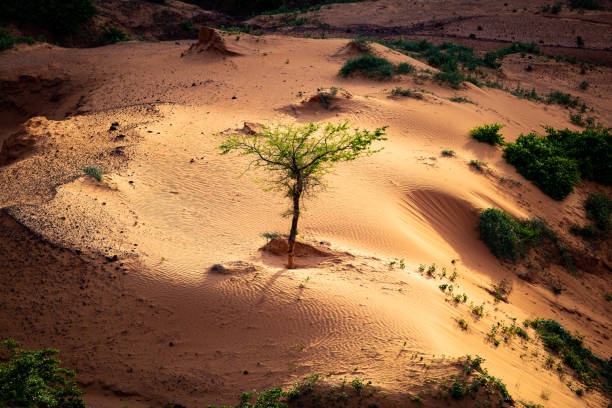 Sun shining a spotlight over resilient tree growing in a little sand dune in a shadowy ravine on a sahelian plateau with refresehd vegetation during summer rainy season outside Niamey capital of Niger