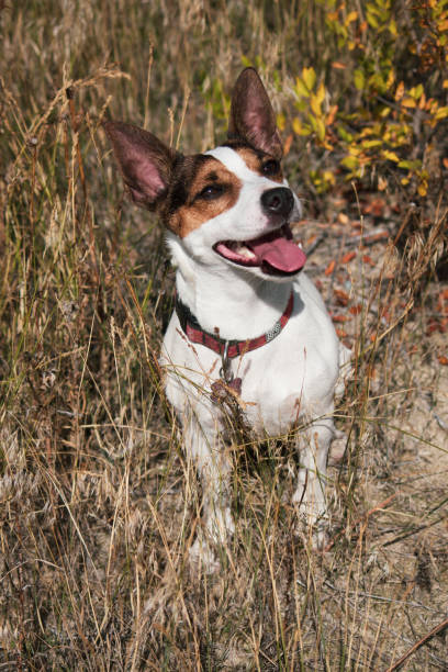 istock Happy dog sitting in dried grass 1175374192