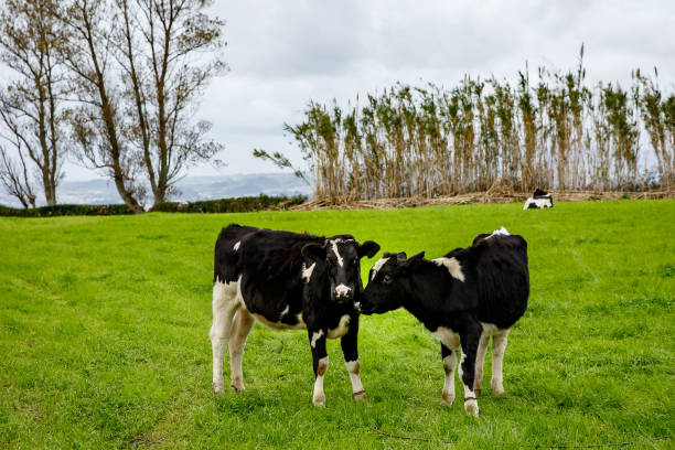 istock A pair of cows on a green meadow. 1175376180
