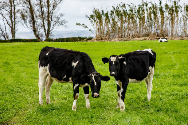 istock A pair of cows on a green meadow. 1175376182