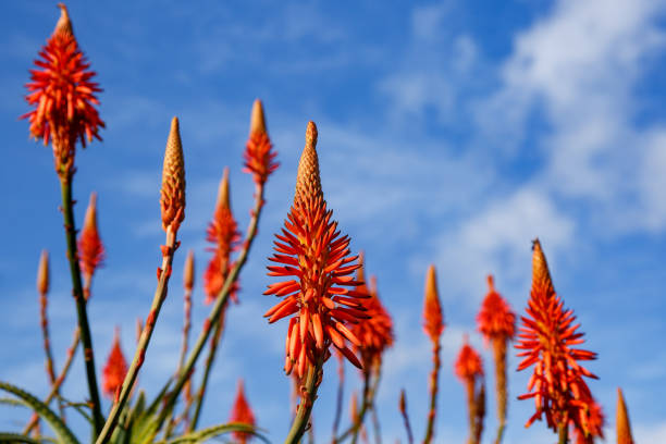 istock Blooming aloe flowers with blue sky background. 1175376189