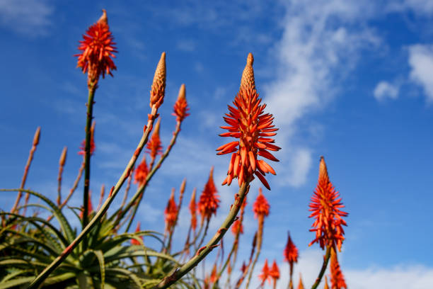 istock Blooming aloe flowers with blue sky background. 1175376201
