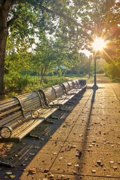 istock Sunlit Row Of Benches 1175378244