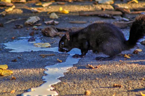 istock Black Squirrel Looking For Food 1175378275