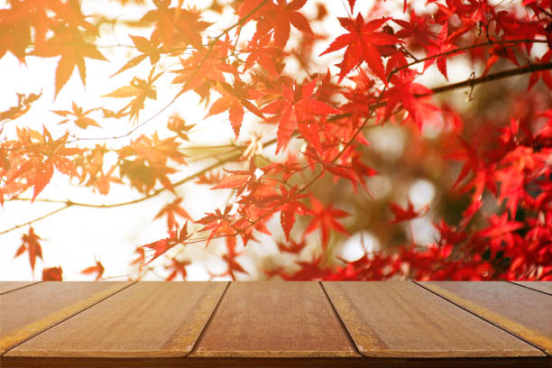 istock Fully red Maple leaves in Autumn. 1175379041