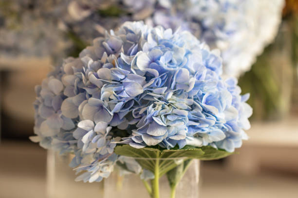 istock Vase with beautiful blue hydrangea flowers on a wooden table.Blurred close up blue hydrangea flowers. 1175379265
