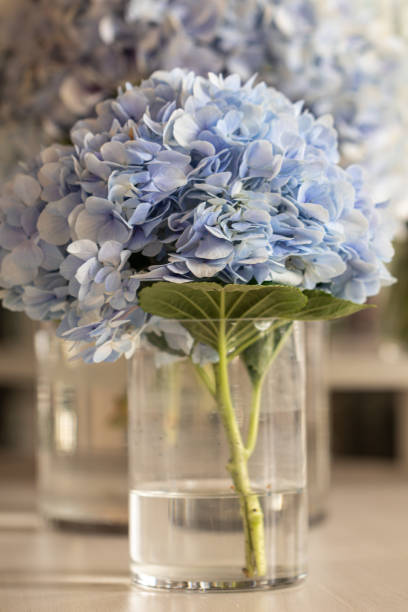 istock Vase with beautiful blue hydrangea flowers on a wooden table.Blurred close up blue hydrangea flowers. 1175379267