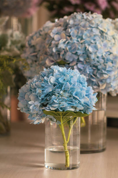 istock Vase with beautiful blue hydrangea flowers on a wooden table.Blurred close up blue hydrangea flowers. 1175379929