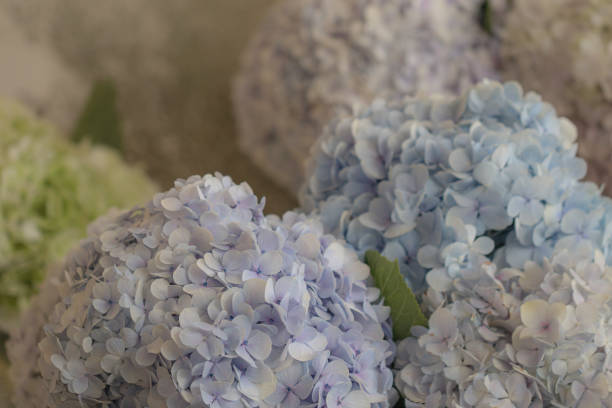 istock Vase with beautiful blue hydrangea flowers on a wooden table.Blurred close up blue hydrangea flowers. 1175379932