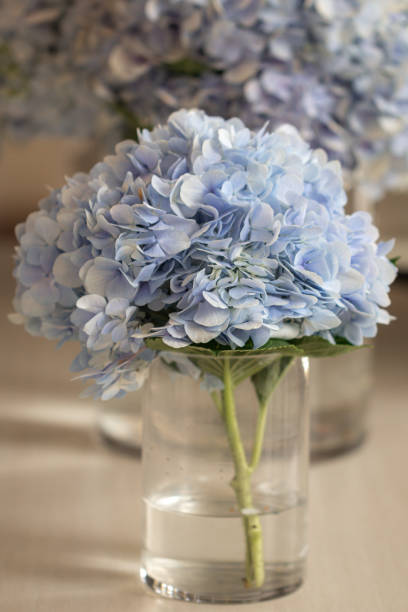 istock Vase with beautiful blue hydrangea flowers on a wooden table.Blurred close up blue hydrangea flowers. 1175380011