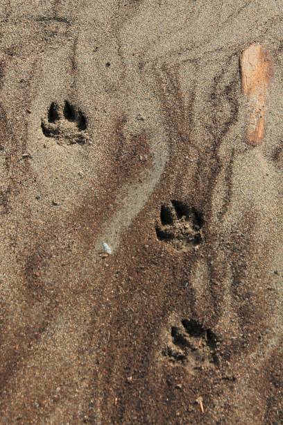 istock Pawprints in the sand 1175380118
