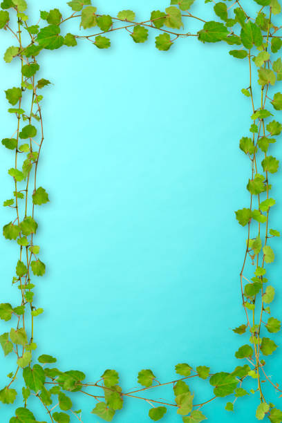 Frame of ivy