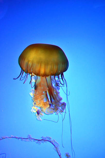istock Beautiful translucent pink jellyfish swim 1175381979