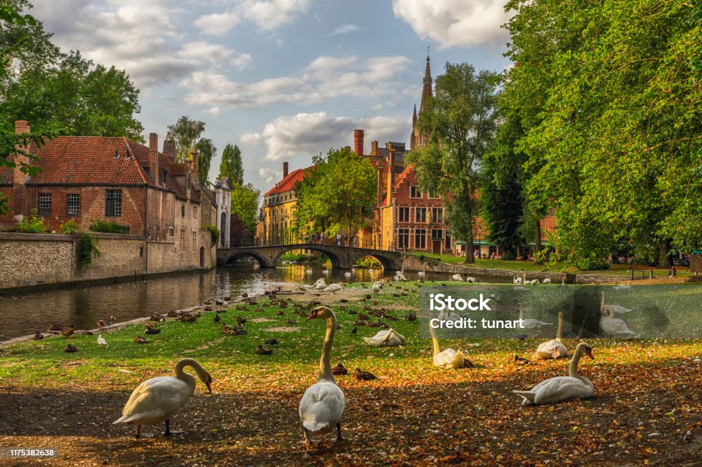 Swans in a Public Park in Bruges, Belgium Wijngaardplein, Bruges, Belgium Bruges Stock Photo