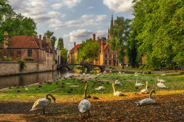 Photo of Swans in a Public Park in Bruges, Belgium