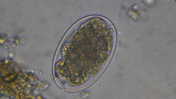 makro hakenwurm eier parasiten in stuhluntersuchung. laborwissenschaftskonzept. - veterinary medicine flash stock-fotos und bilder