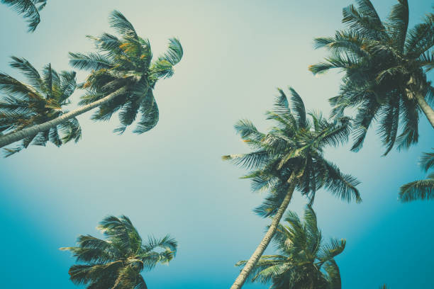 istock Coconut palm trees foliage under sky. Vintage background. Retro toned poster. 1175382734