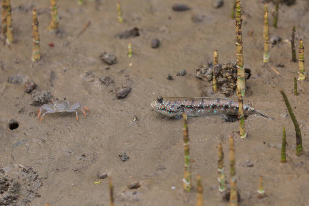 istock Mudskipper or Amphibious fish in the mud at mangrove forest 1175383382