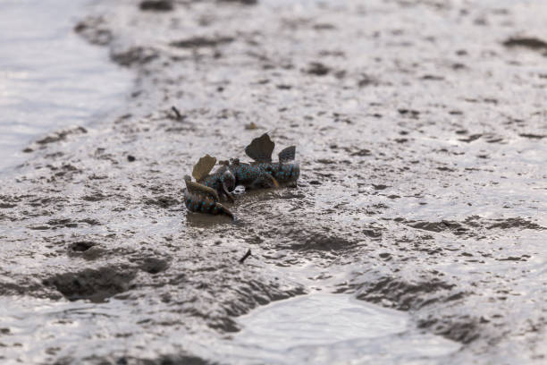 istock Mudskipper or Amphibious fish in the mud at mangrove forest 1175383392
