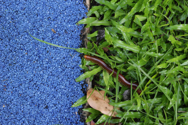 istock Millipedes walks into the grass to hide from asphalt floor ,selective focus,topview 1175383631