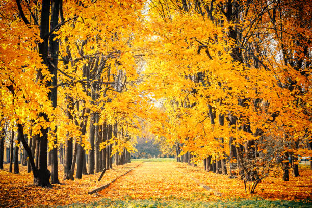 istock Alley in vibrant autumn park 1175386236