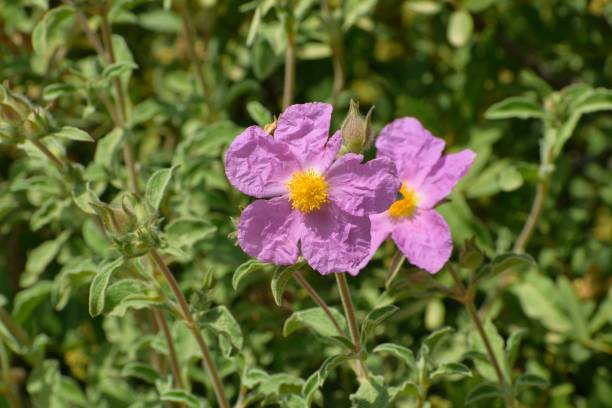 istock Rosa canina flower close up. 1175393171