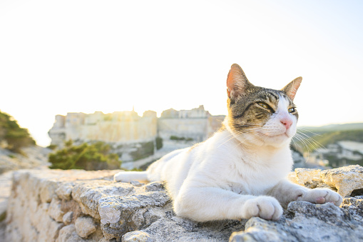 A beautiful white cat with a grey head is posing on a stone wall in front of the village of Bonifacio during a stunning sunset. Bonifacio, Corsica, France.