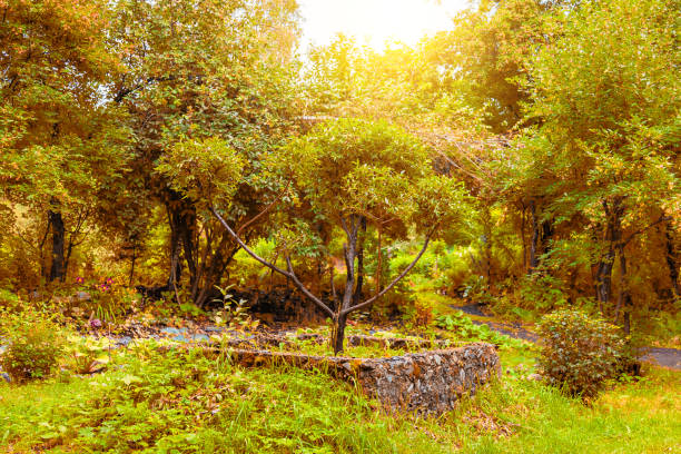 istock The park with yellow trees and grass in the forest along which there is a path for walking at indian summer in autumn. Rest and tranquility in the fresh air in nature. 1175396536