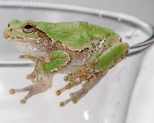 istock Tree Frog looking up while hanging on the edge of a glass 1175396592