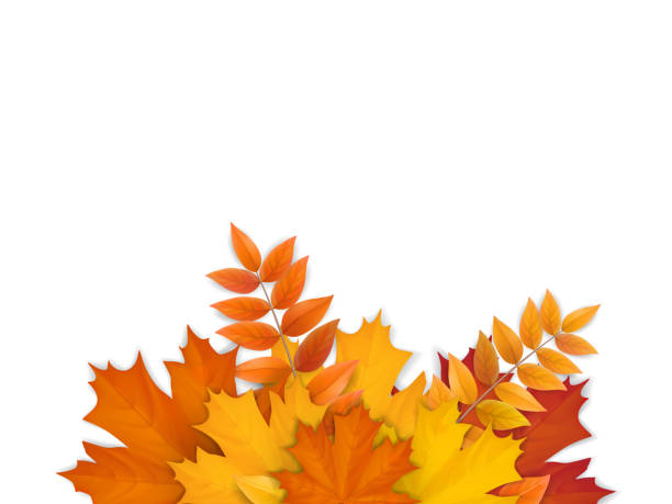 ilustraciones, imágenes clip art, dibujos animados e iconos de stock de ramo de hojas de otoño caídas - fall leaves