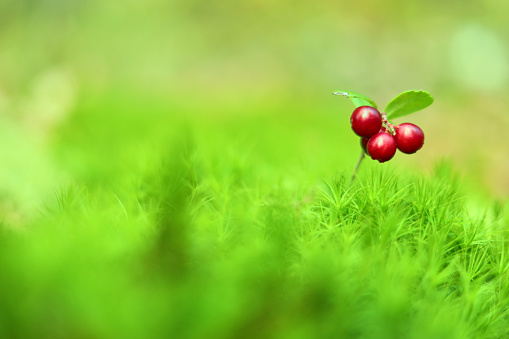 Lingonberry berry on green moss. Autumn forest. Berry harvesting