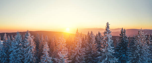 winterwald bei sonnenuntergang - winter forest woods wintry landscape stock-fotos und bilder